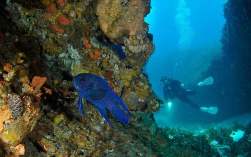 Diving at Crystal Palace, Attractions in Rottnest Island