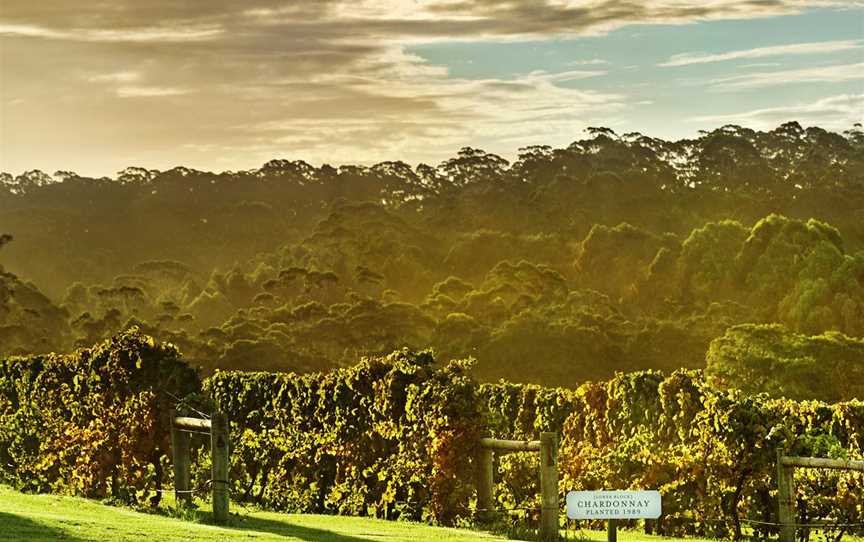 Learn more about the history of Singlefile's award-winning chardonnay vineyard