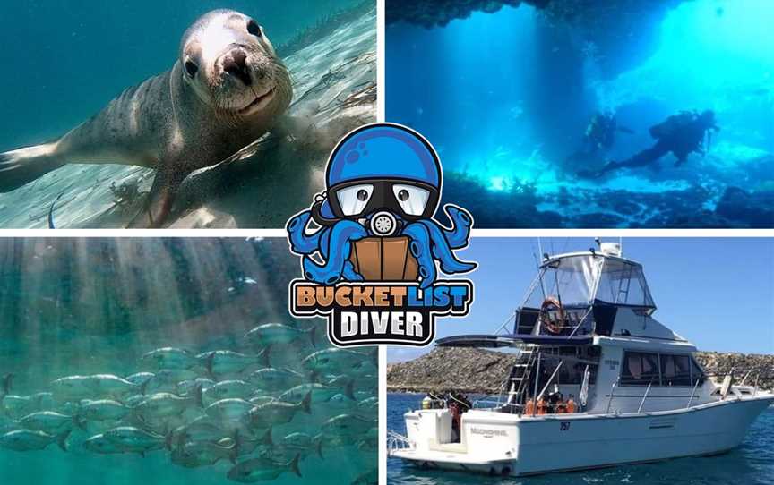 Diving Rottnest and Perth with Bucket List Diver, Tours in Perth CBD