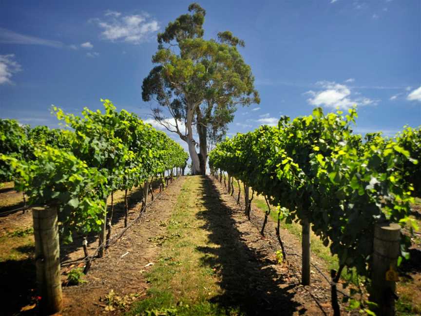 Adelaide's Top Food & Wine Tours, Adelaide, SA