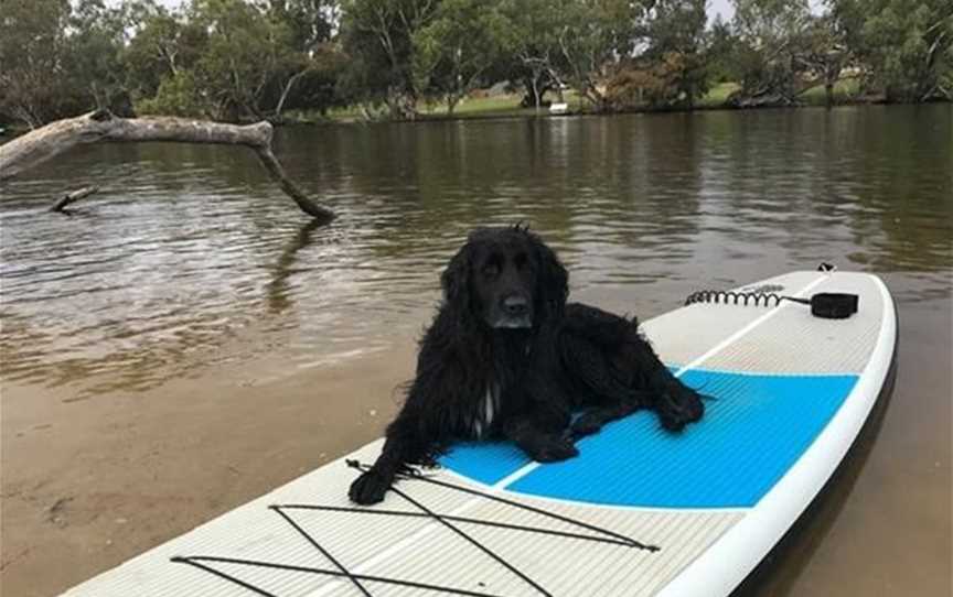 Pups on SUPs, Attractions in Bassendean