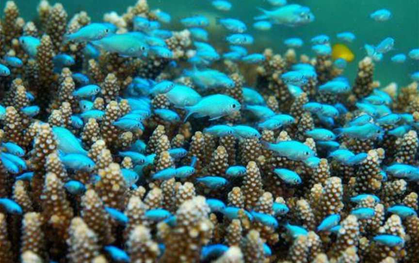Mackerel Islands Dive, Attractions in Mackerel Islands