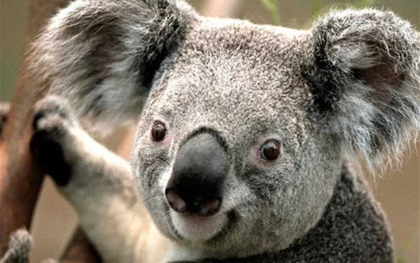 Cohunu Koala Park, Attractions in Byford