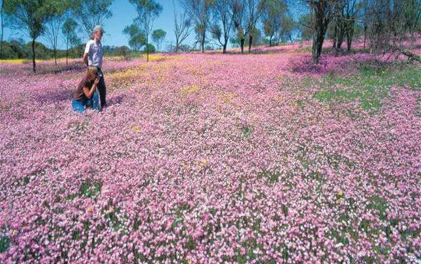 Wildflowers Of The Mid West, Attractions in Mullewa