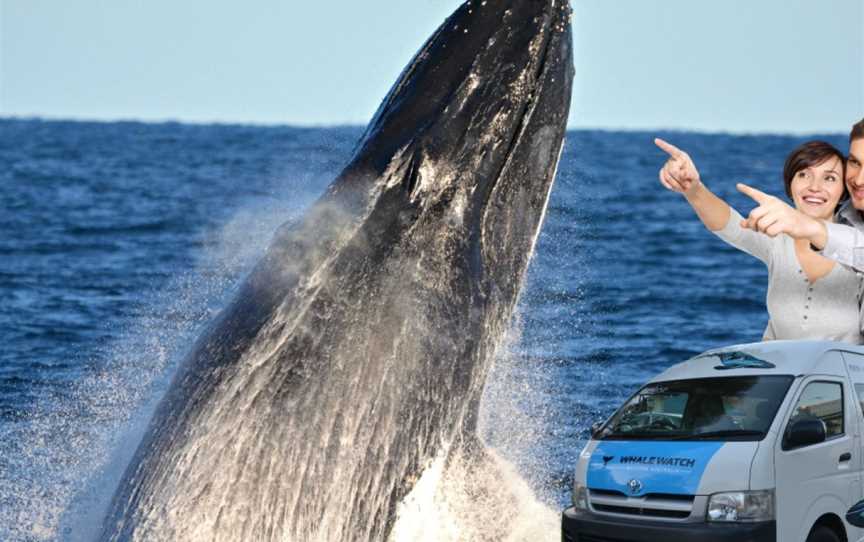 Whale Watch Western Australia - Bremer Bay Orca (Killer Whale) Experience, Bremer Bay, WA