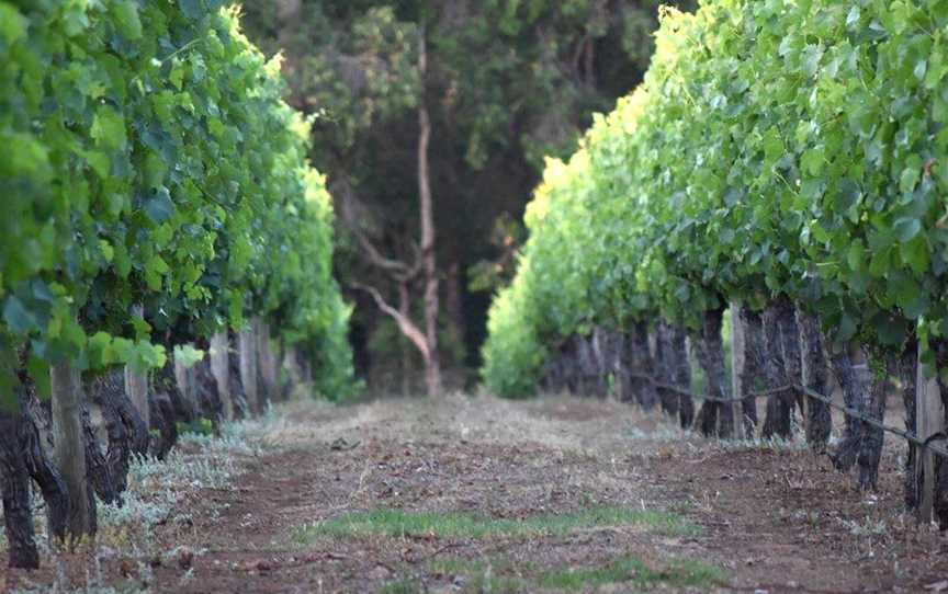 Whimwood Estate Wines, Wineries in Nannup