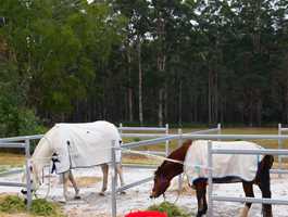Shannon Horse Camp