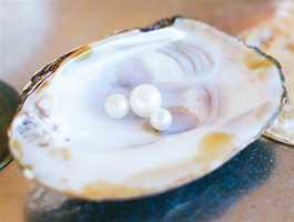Willie Creek Pearls Tours