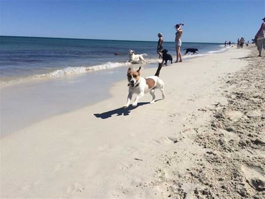 Whitfords Dog Beach, Attractions in Hillarys