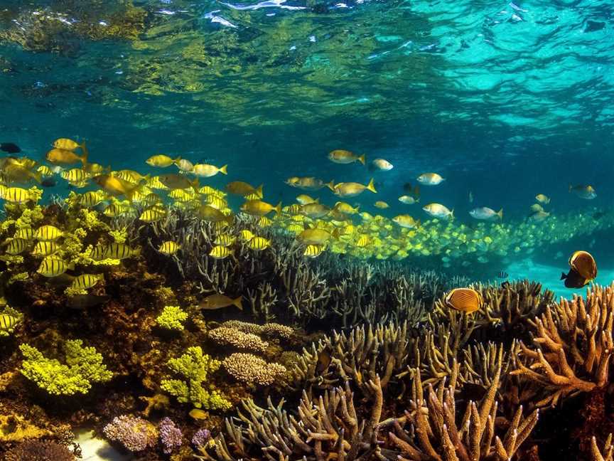 Ningaloo Reef, Attractions in Ningaloo Reef