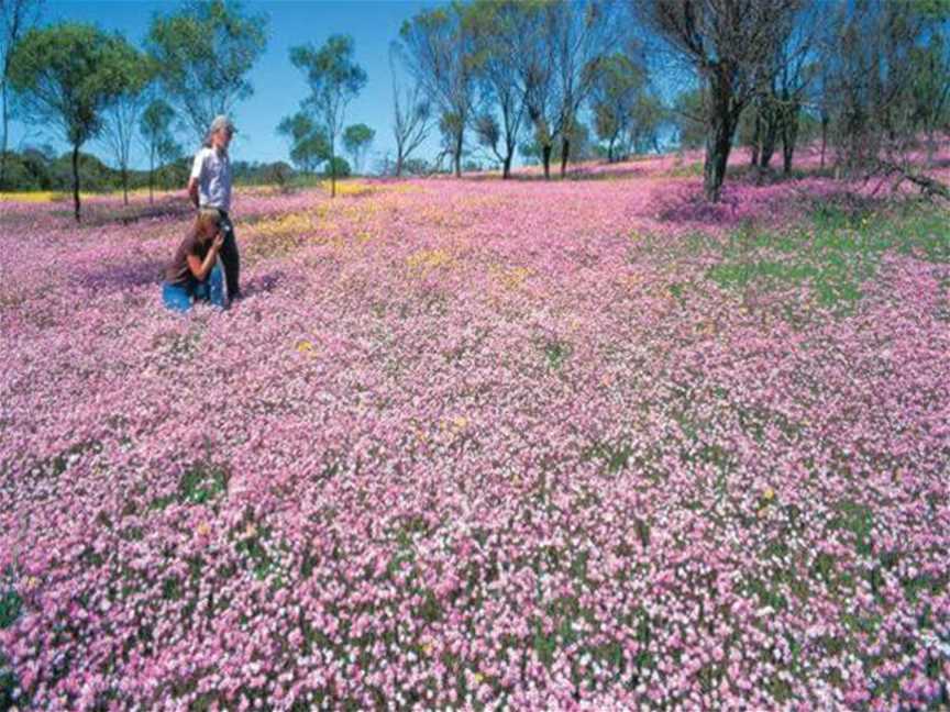 Wildflowers Of The Mid West, Attractions in Mullewa