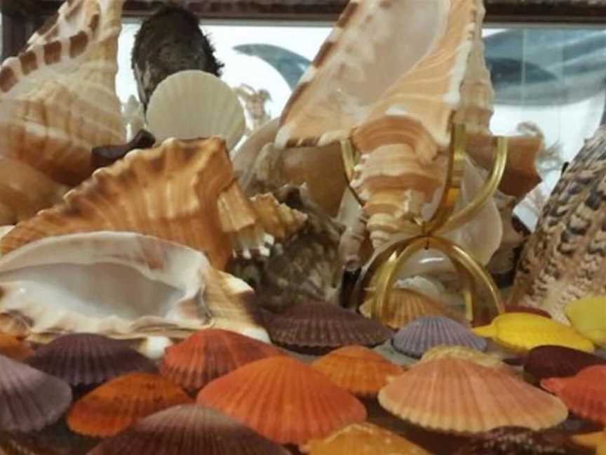 Bellview Shell Collection, Attractions in Witchcliffe