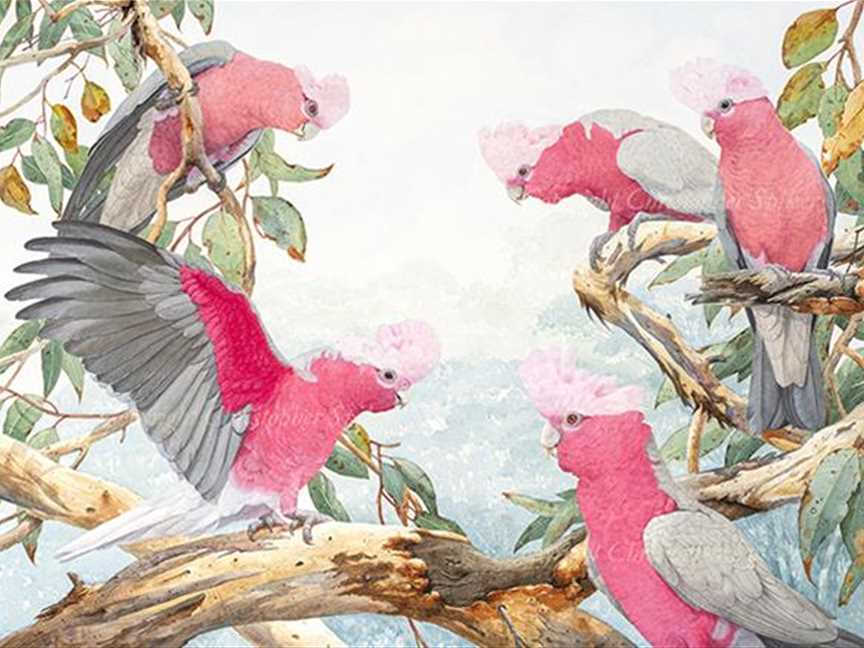 The Storyteller- Galahs on a Gum Tree