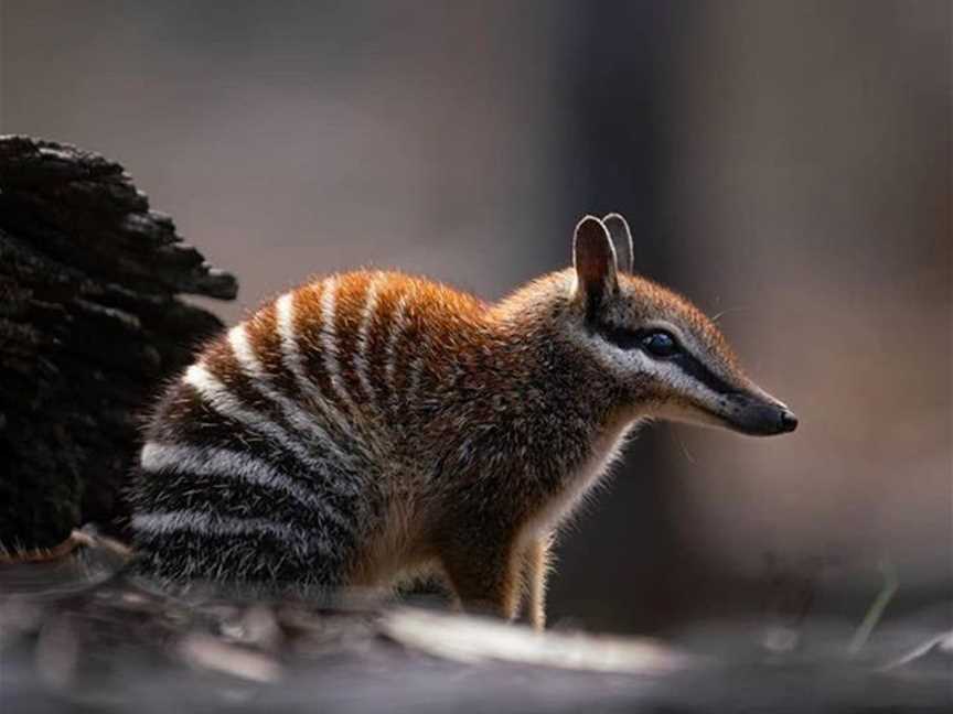 Marradong is home to WA's elusive state emblem, the Numbat.
