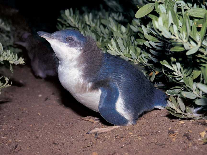Penguin Island Conservation Park