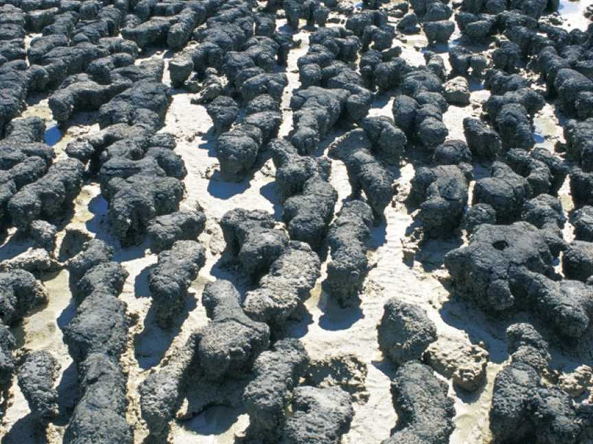 Hamelin Pool Stromatolites