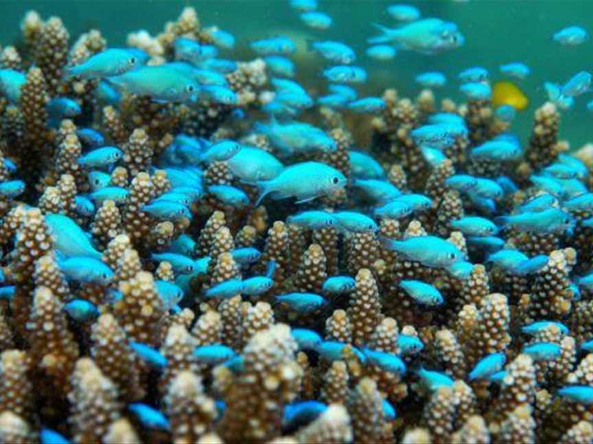 Mackerel Islands Dive, Attractions in Mackerel Islands