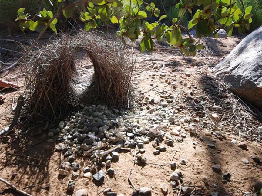 Cate Massola, Bowerbird’s nest, East Kimberley
