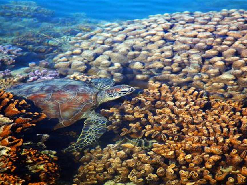 A Turtle in the shallows of Turtle Reef