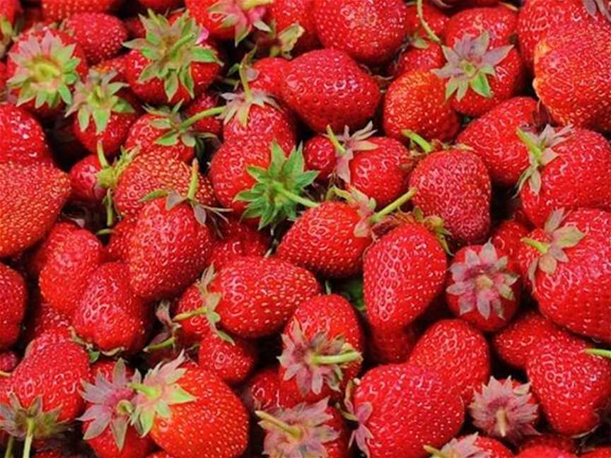 Aida Strawberry Farm, Food & Drink in Carabooda