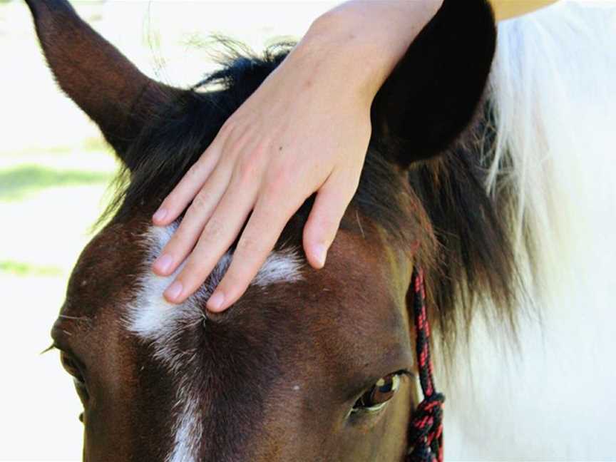 Feel what it is like to touch a horse <3