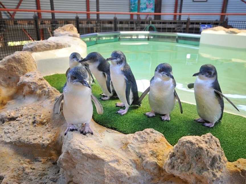 Penguin & Seal Island Cruises, Tours in Shoalwater Bay
