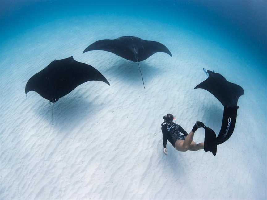 Manta Ray Interaction Tour, Tours in Coral Bay