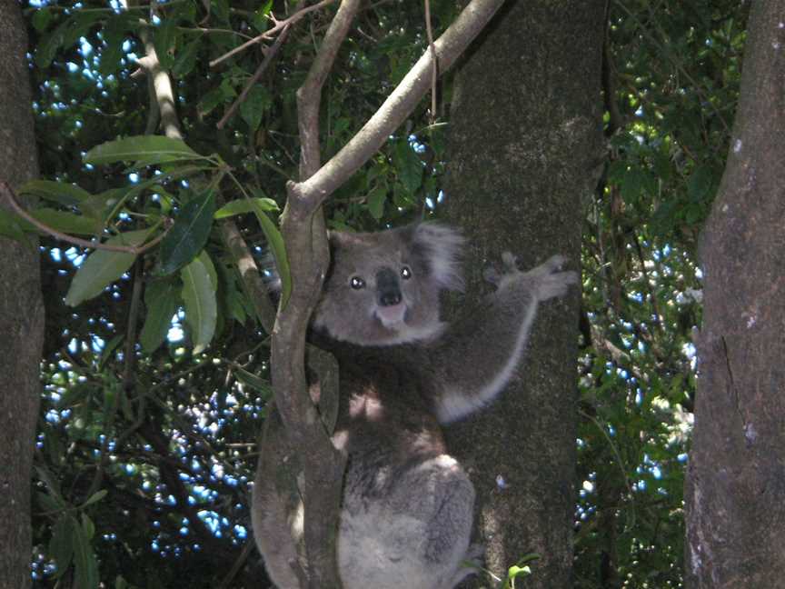 Koalainatreeatacaravanparkin Somers