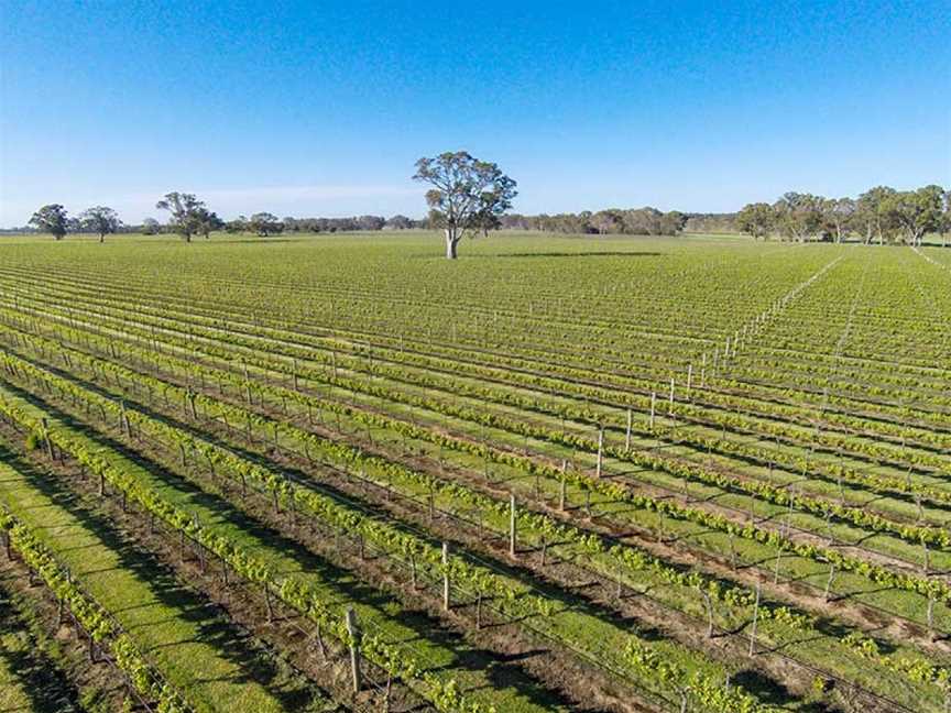 Pepper Tree Wines, Pokolbin, New South Wales