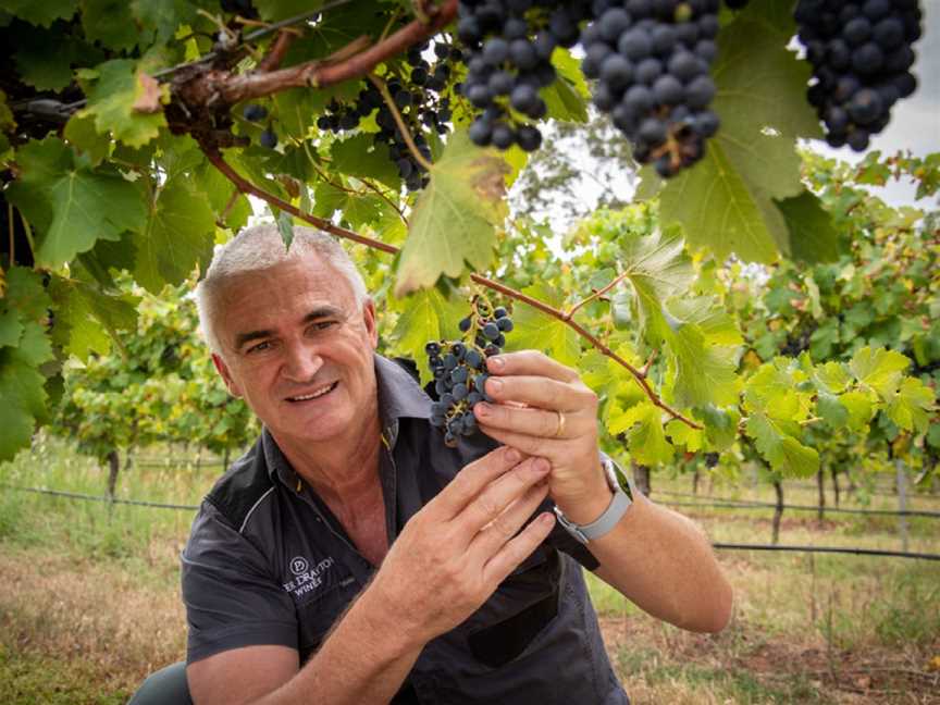 Peter Drayton Wines, Pokolbin, New South Wales