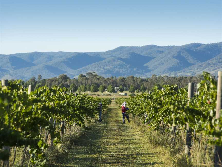 Vinifera Wines, Mudgee, New South Wales