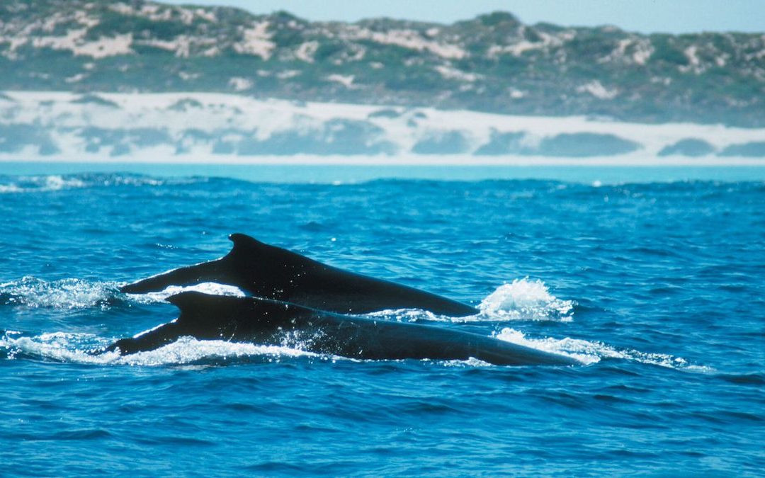 Whale Watching in the Golden Outback