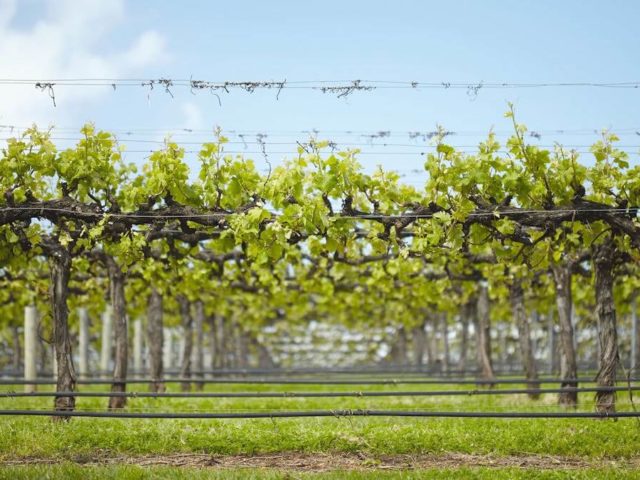 Wineries in Great Southern