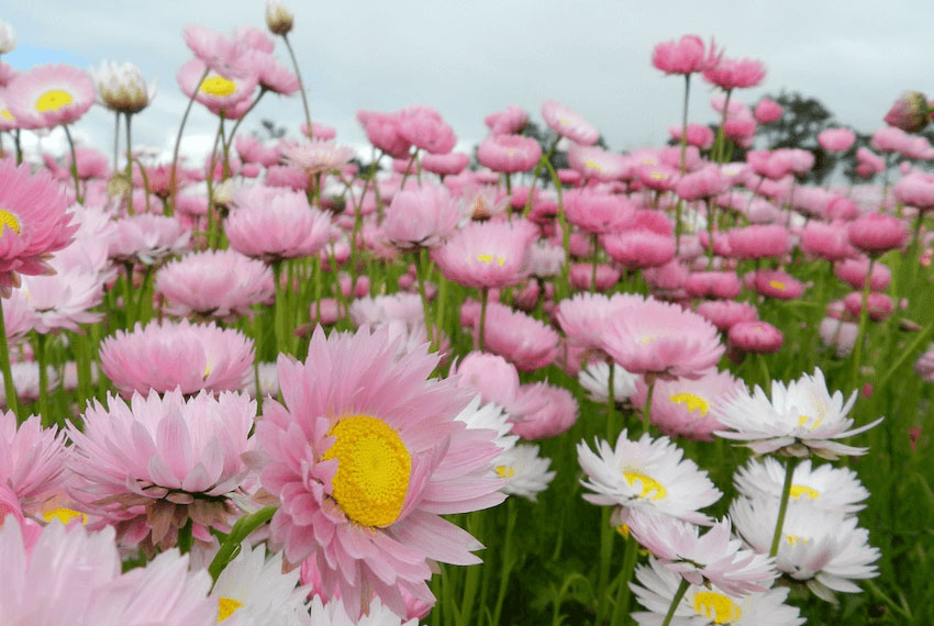pink and white everlasting flowers
