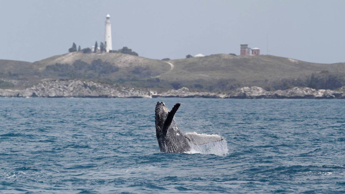 whale watching at Rottnest