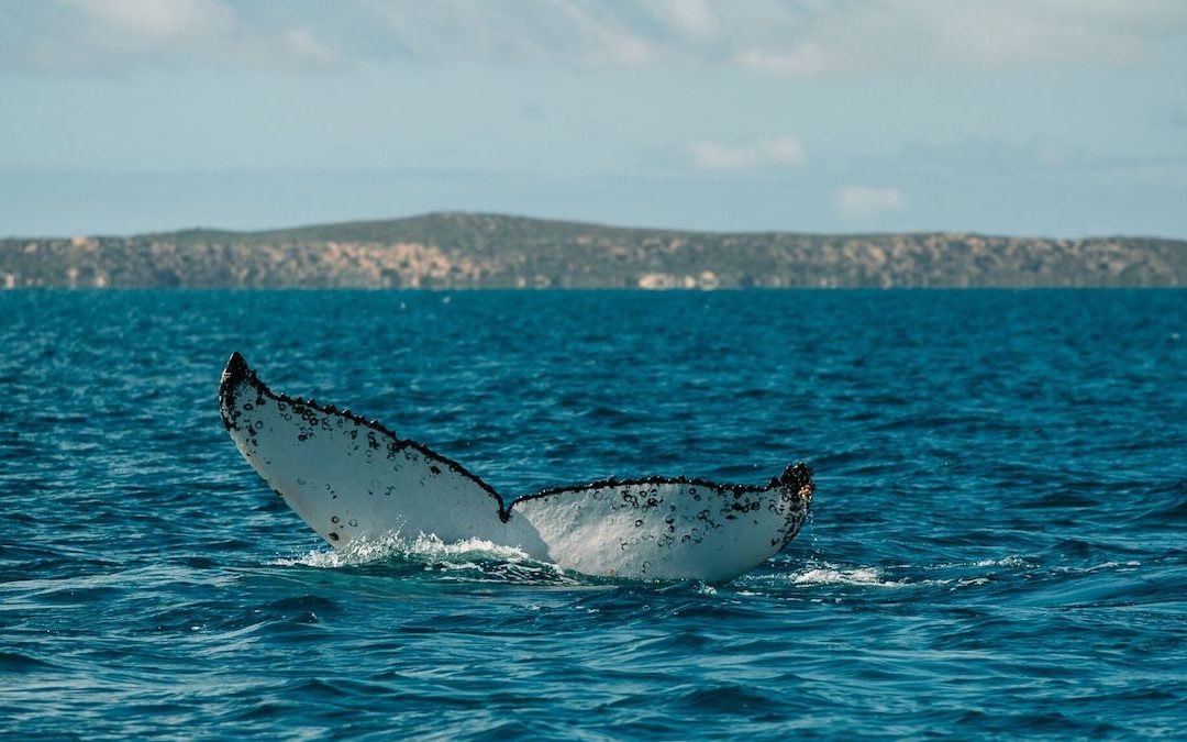 Whale Watching in the North-West