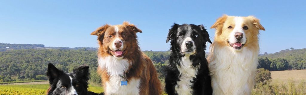 Dog-friendly wineries in the Perth Hills and Swan Valley