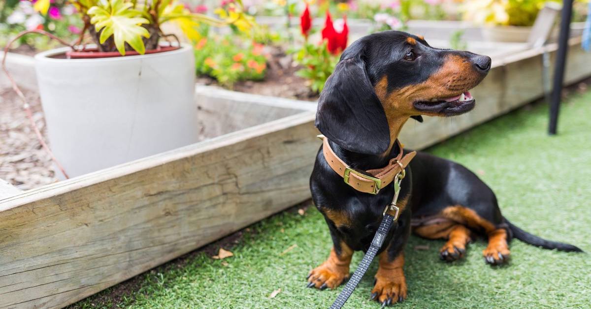 Perth's dog-friendly cafes