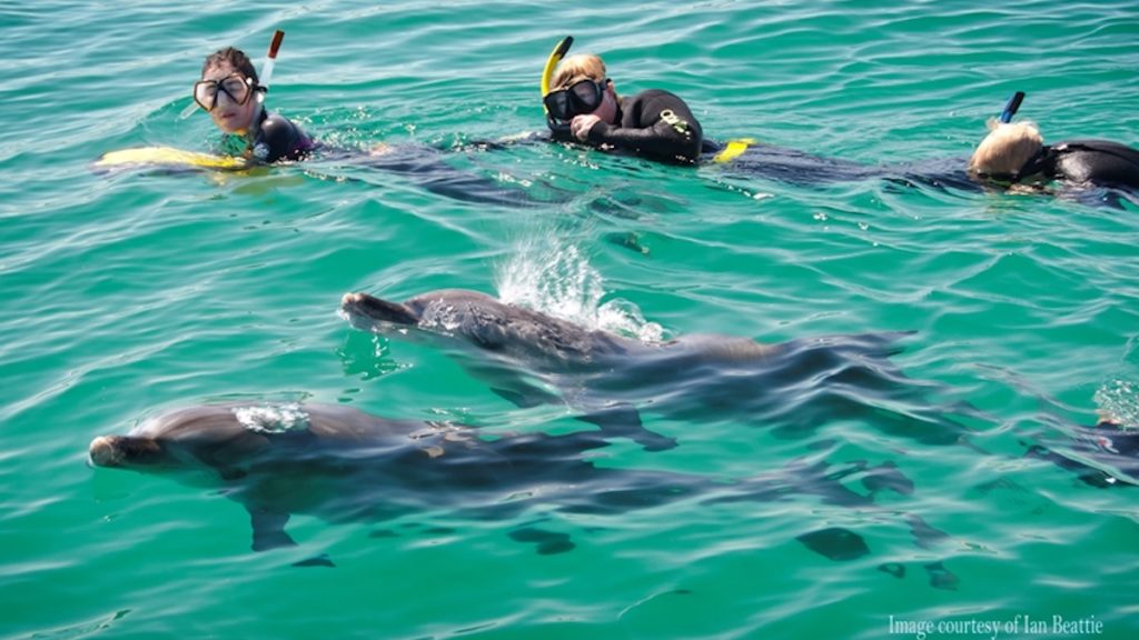 swimming with dolphins in Rockingham