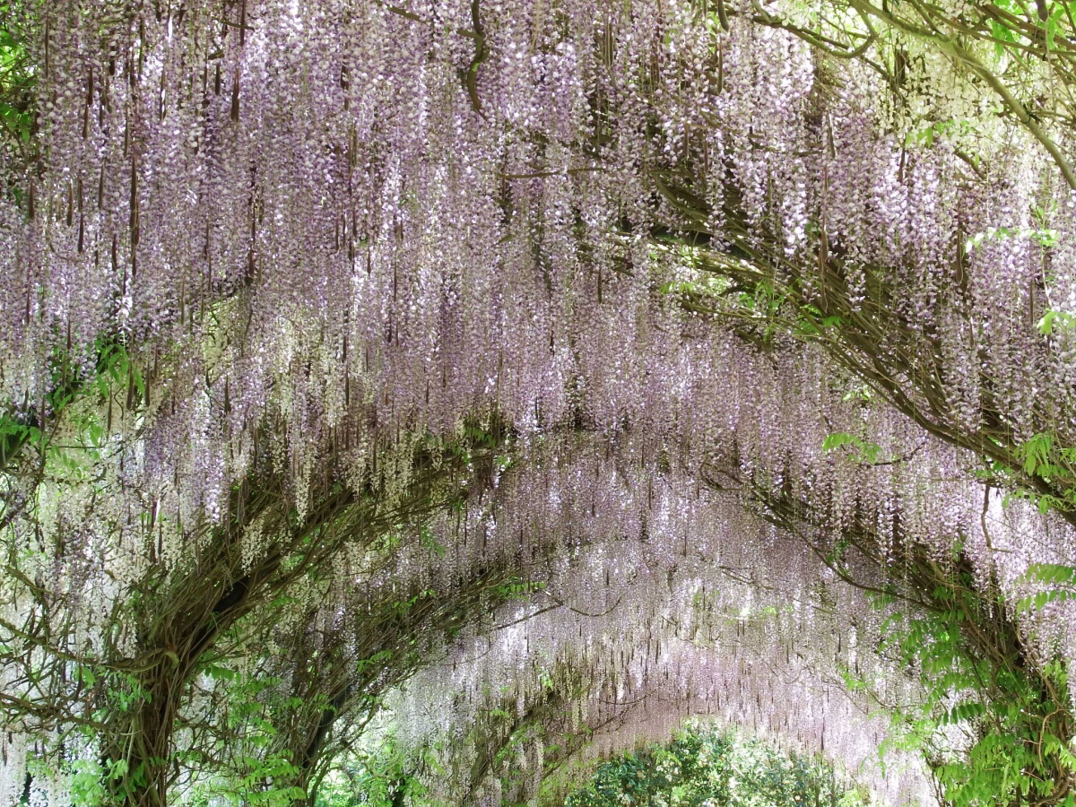 Alowyn Gardens photo