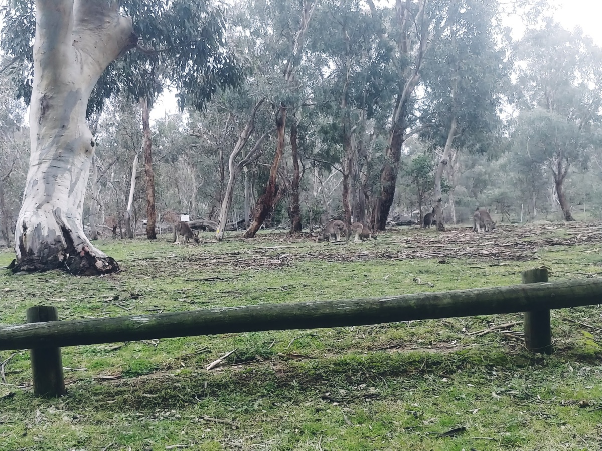 Campbell Park Cafe, Australian Capital Territory