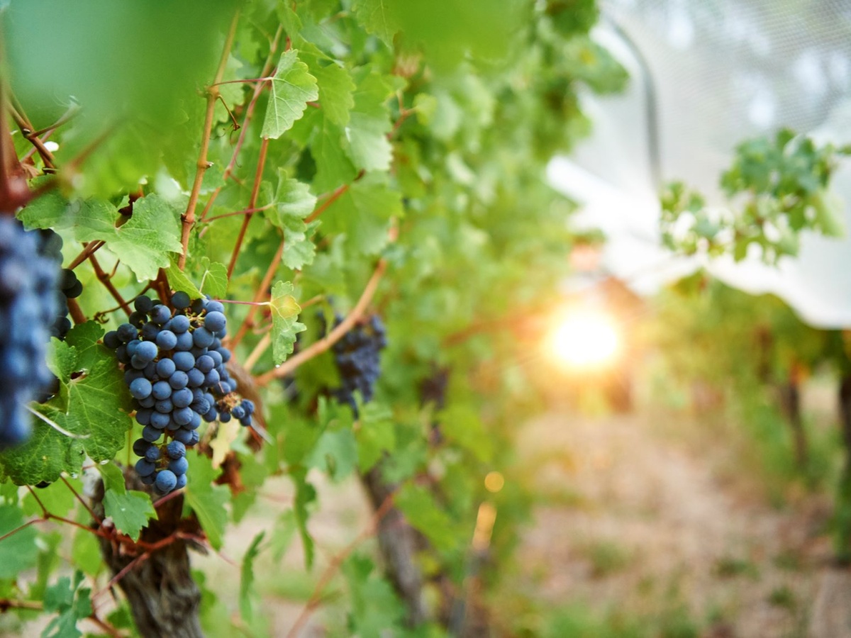 Clairault Streicker Vineyard Kitchen photo