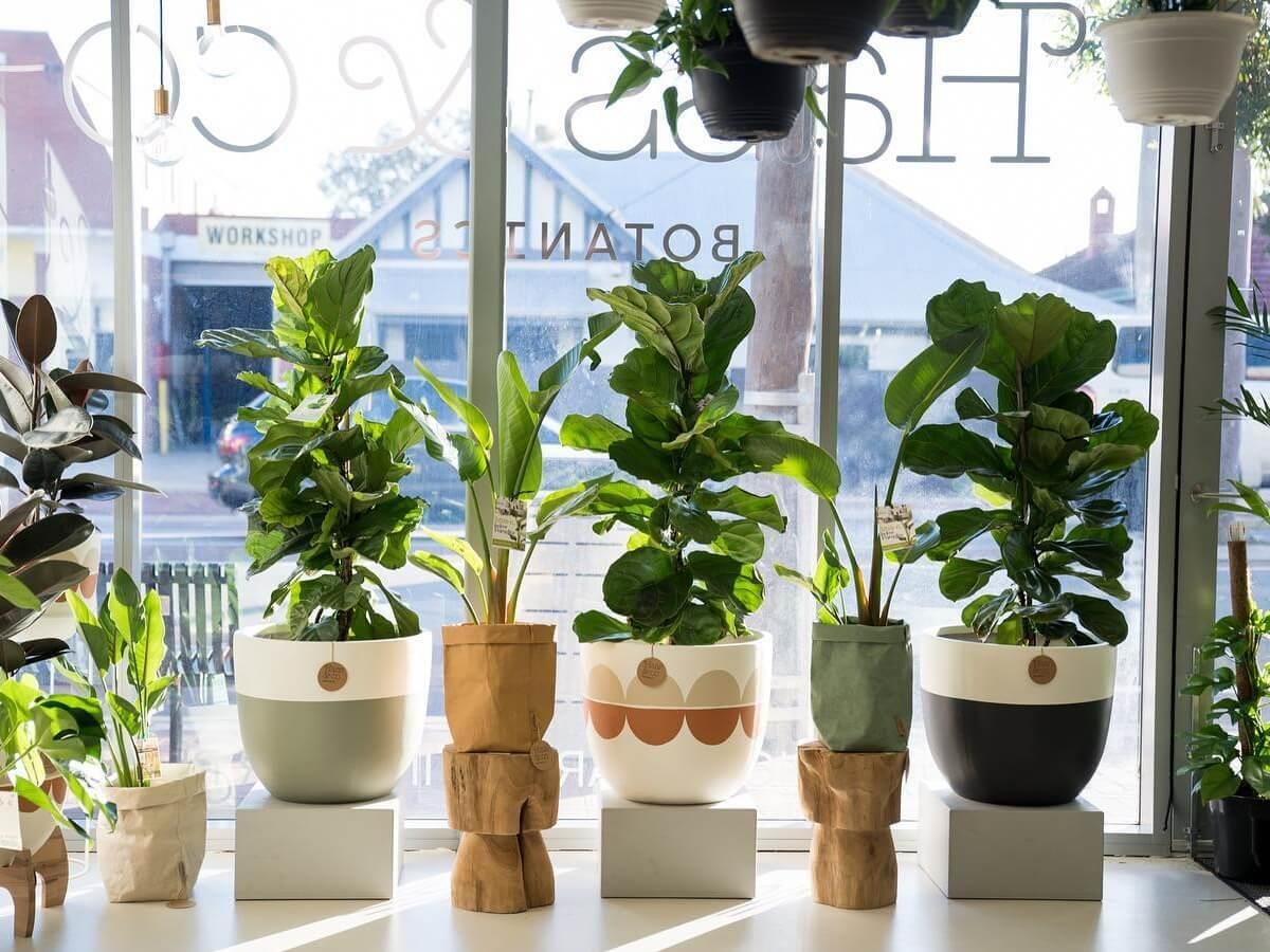 Hass & Co Botanics photo