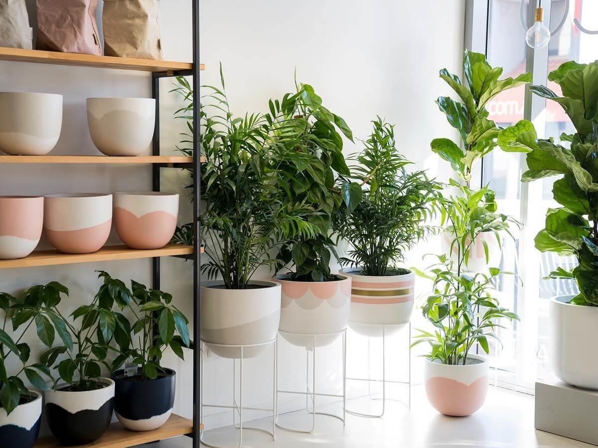 Hass & Co Botanics photo