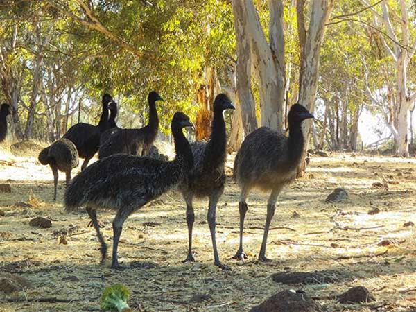 Free Range Emu Farm