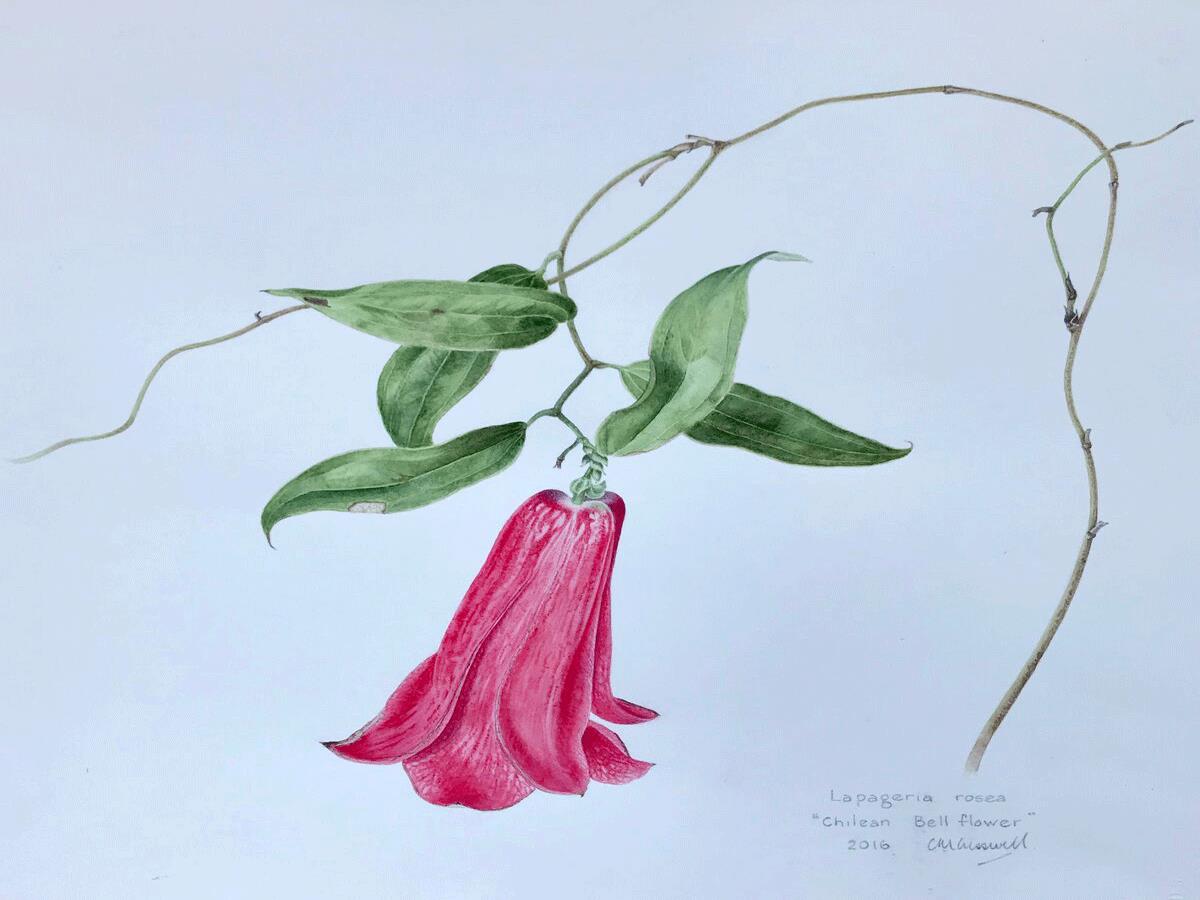 Christine Cresswell