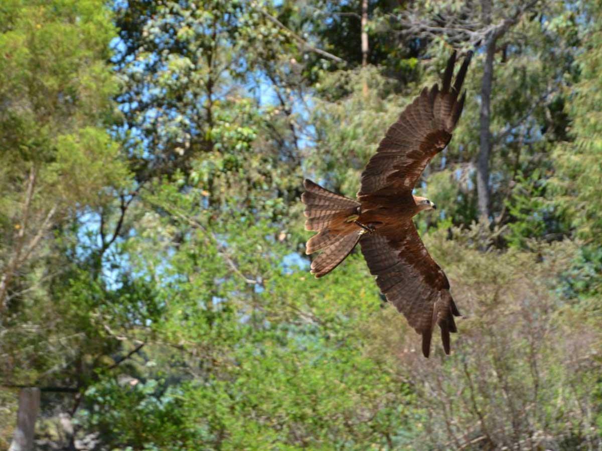 Eagles Heritage Raptor Wildlife Centre