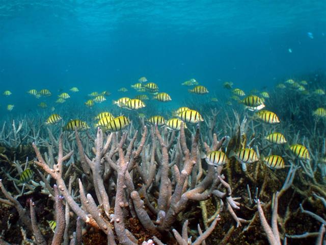 Ningaloo Coral Bay Boats