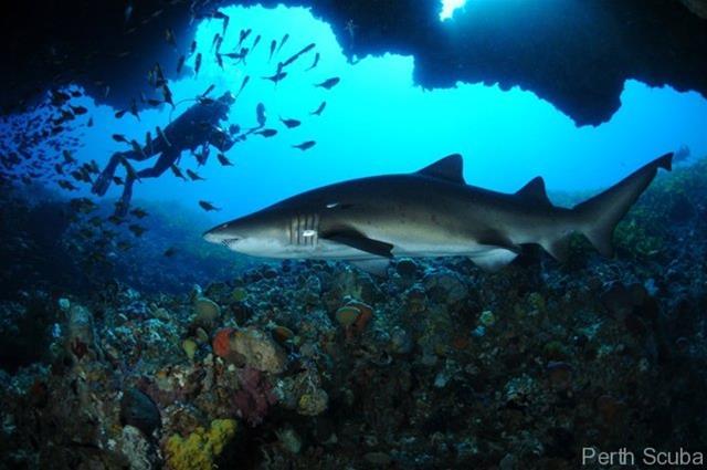 Diving at Porpoise Bay Caves