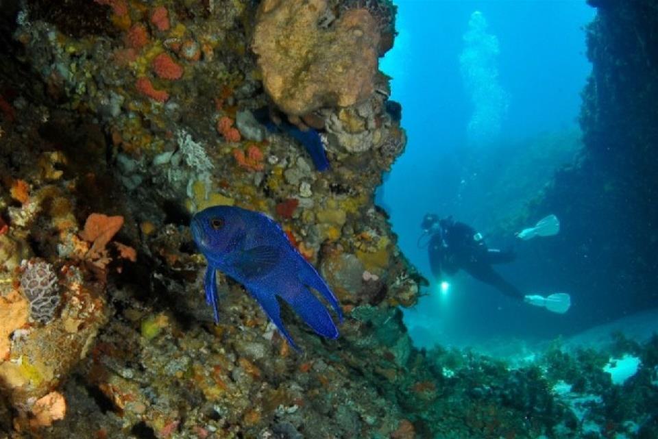 Diving at Crystal Palace